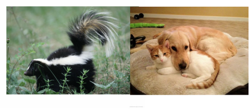Skunk and Pets