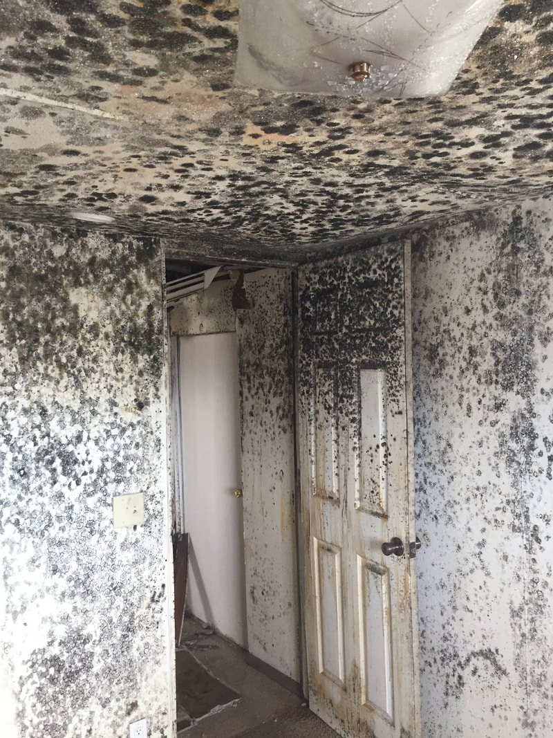 Severe Mold Growth in a Home